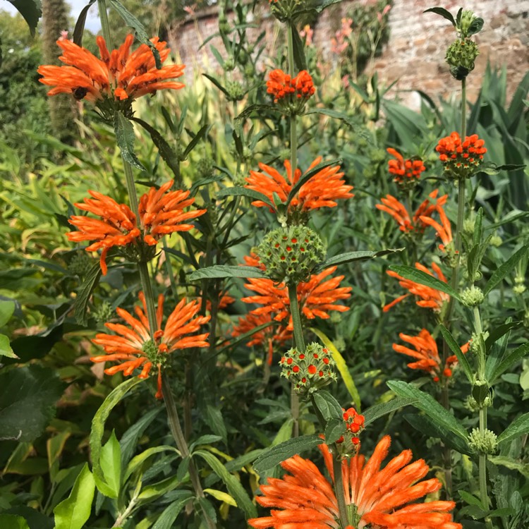 Plant image Leonotis leonurus