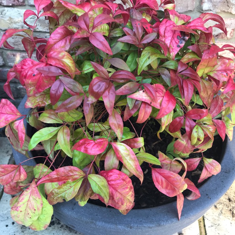 Plant image Nandina Domestica 'Woods Dwarf'