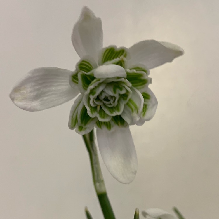 Plant image Galanthus 'Galatea'