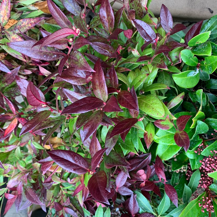 Plant image Leucothoe axillaris 'Curly Red'