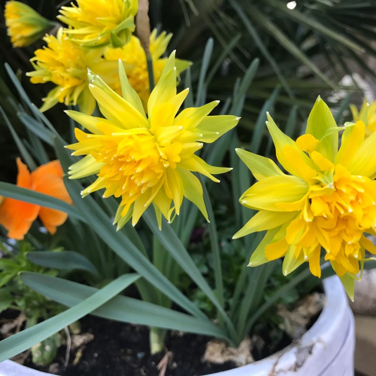 Plant image Narcissus 'Rip van Winkle' syn. Narcissus 'Plenus'