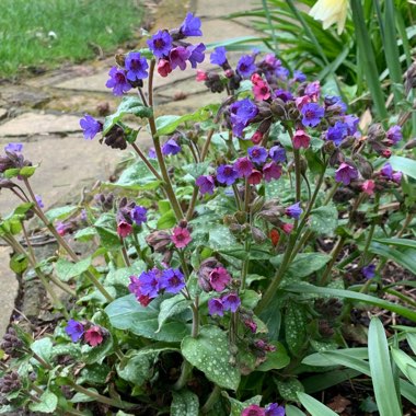 Pulmonaria officinalis