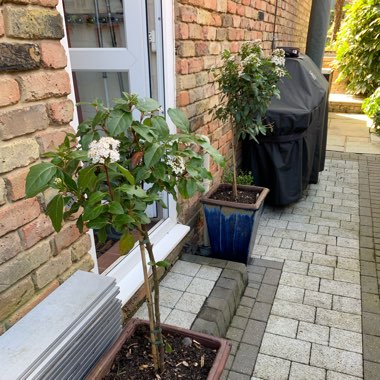 Viburnum x burkwoodii