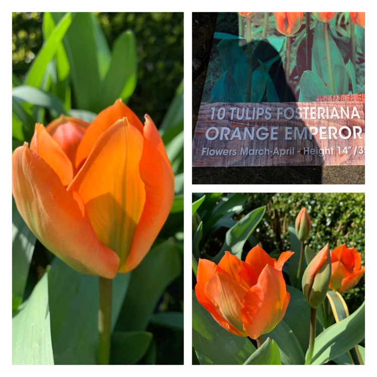 Plant image Tulipa 'Orange Emperor'