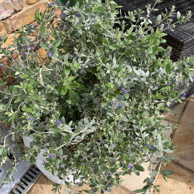 Plant image Teucrium fruticans 'Compactum'