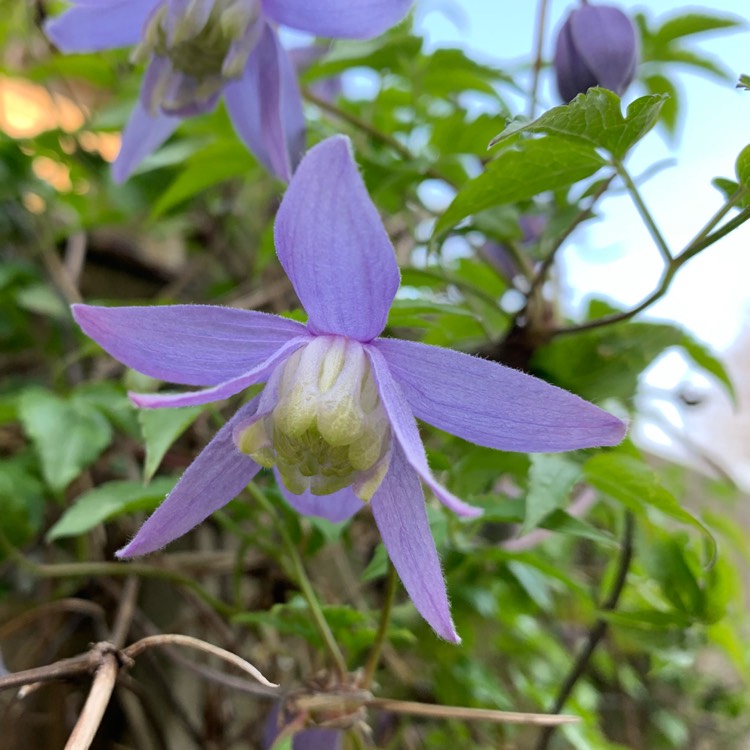 plant image 998918