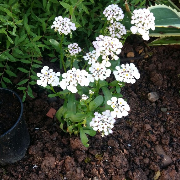 Plant image Iberis sempervirens 'Masterpiece'