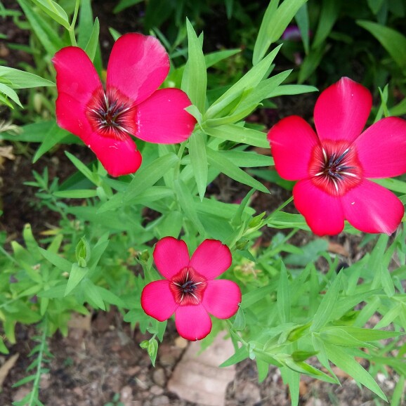 Plant image Linum grandiflorum