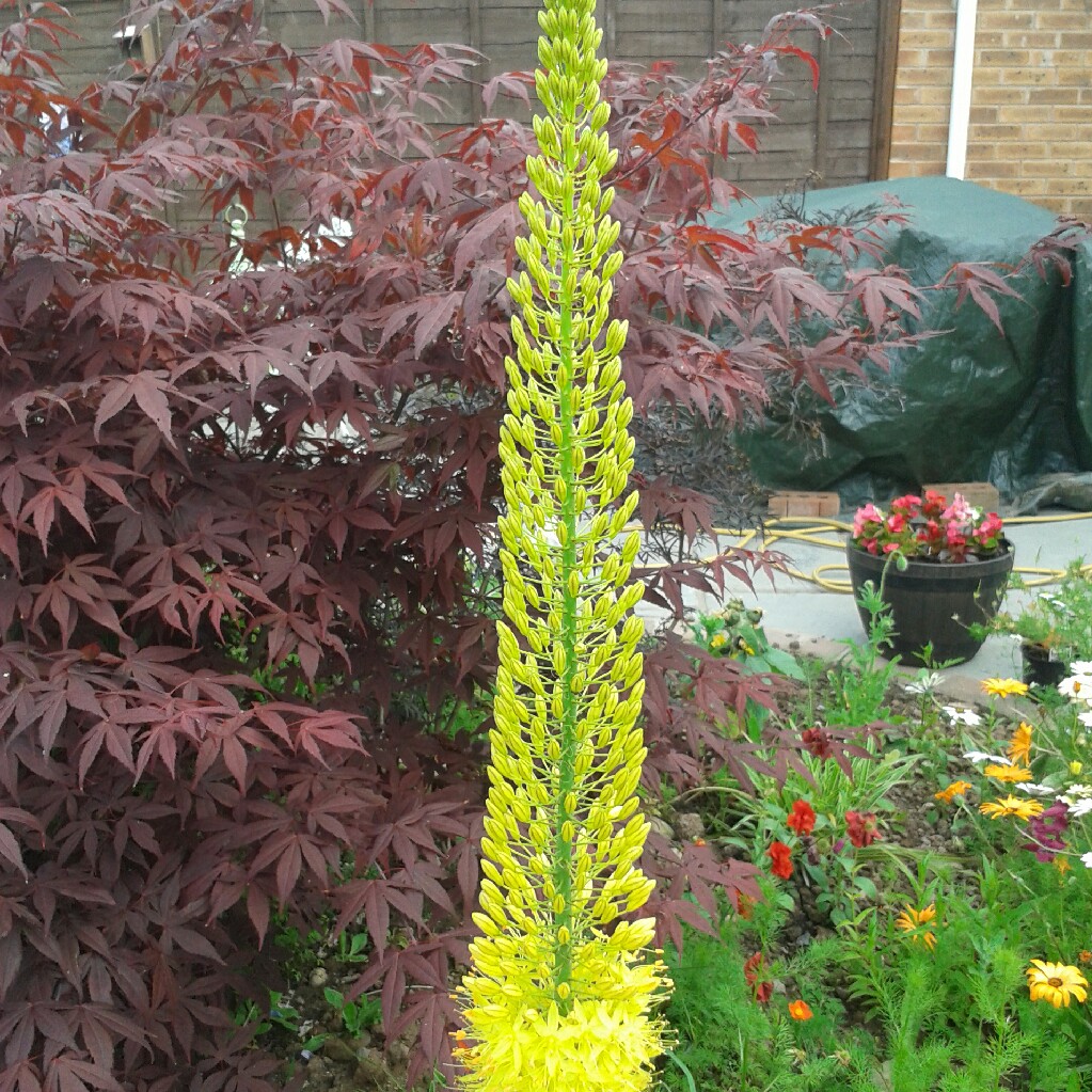 Plant image Eremurus