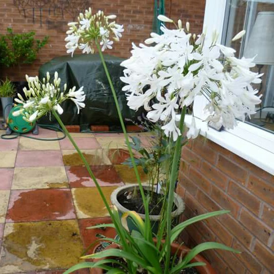 Agapanthus 'Thumbelina'