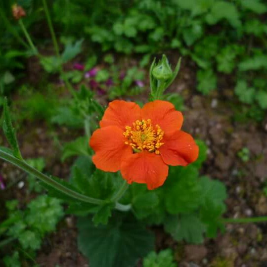 Plant image Geum coccineum 'Koi'