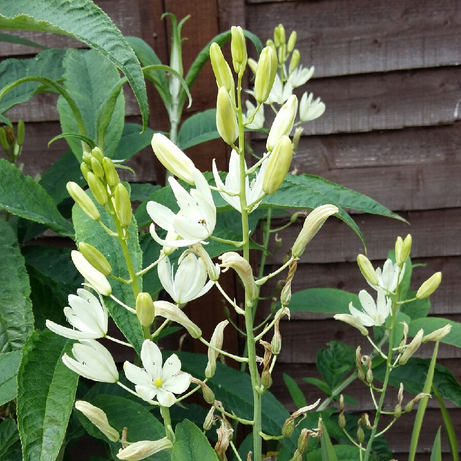 Camassia leichtlinii subsp. leichtlinii syn. Camassia leichtlinii 'Alba'