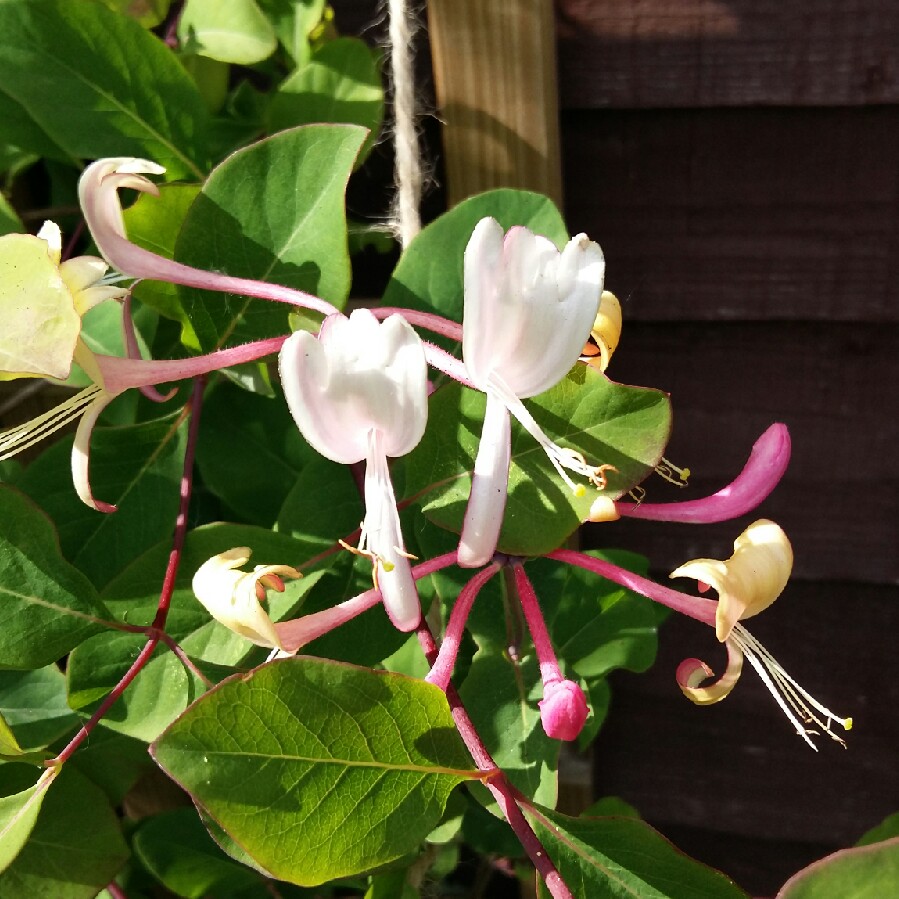 Plant image Lonicera x americana 'Pam's Pink'