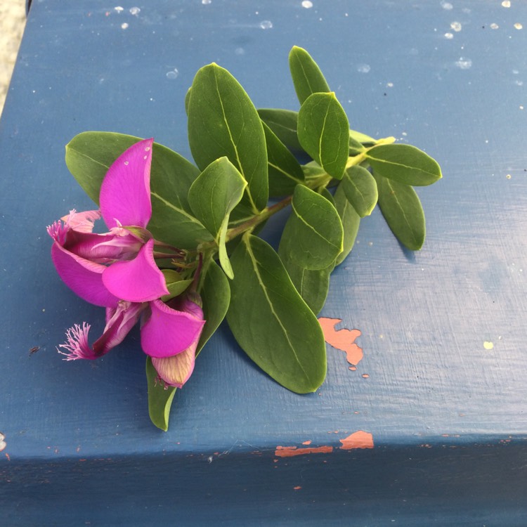 Plant image Polygala myrtifolia