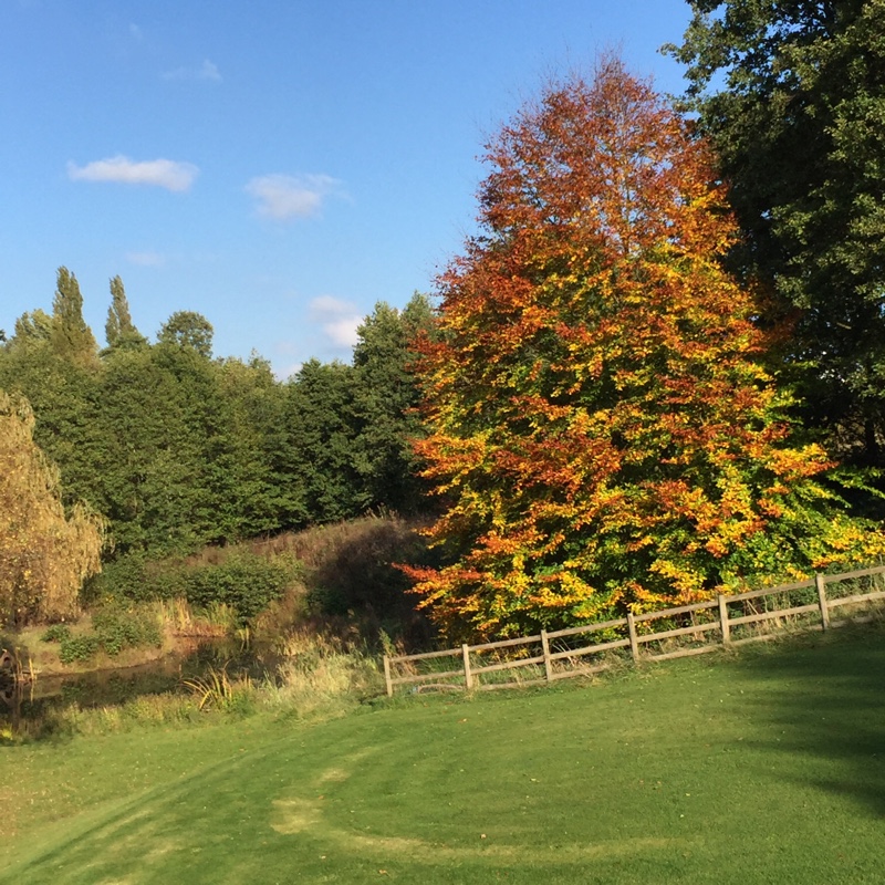 Sue's garden