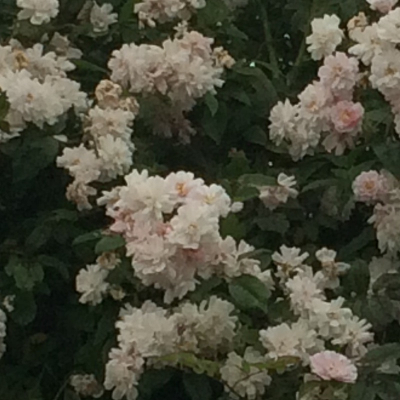 Rose 'Paul's Himalayan Musk' (Rambler)