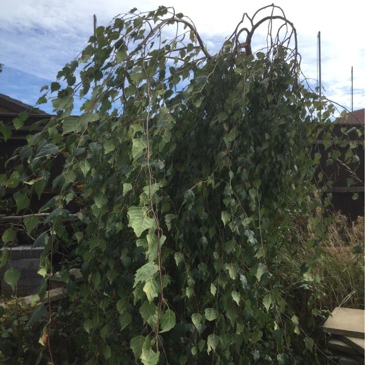 Plant image Betula pendulum 'Youngii'