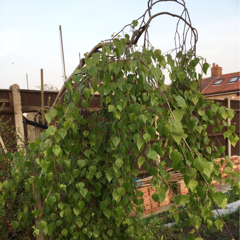 Plant image Betula pendulum 'Youngii'