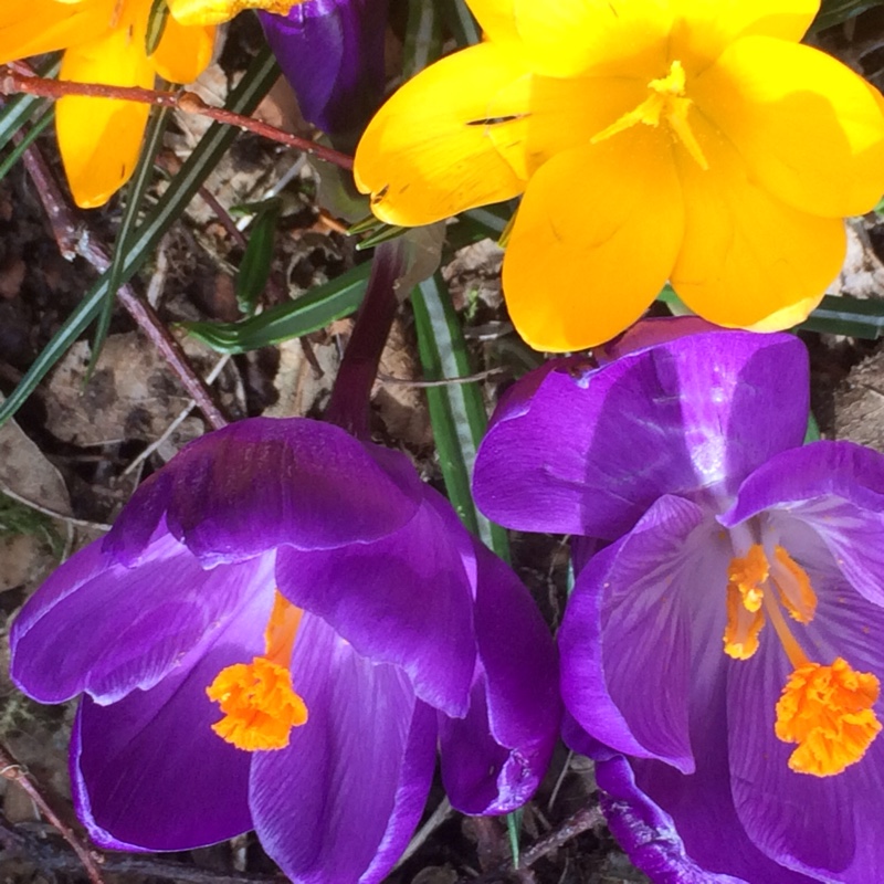 Plant image Crocus vernus 'Grand Maitre'