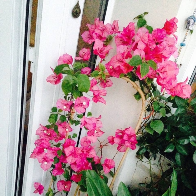 Bougainvillea 'Alexandra'