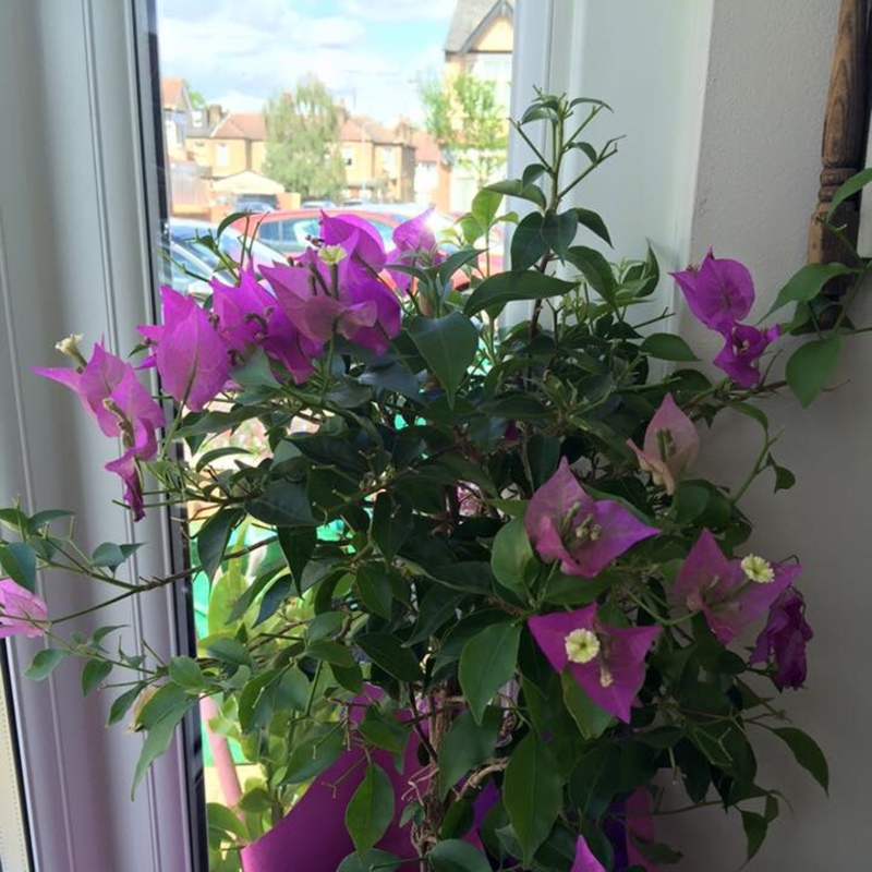 Bougainvillea 'Alexandra'