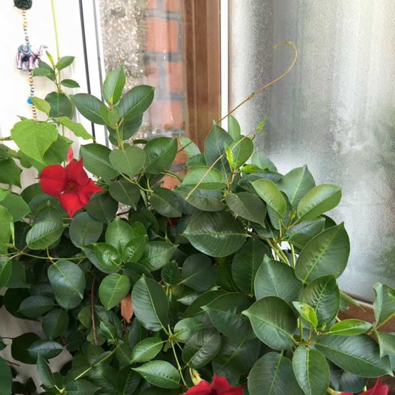 Bougainvillea 'Alexandra'