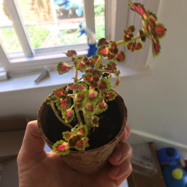 Coleus 'Red Coral'