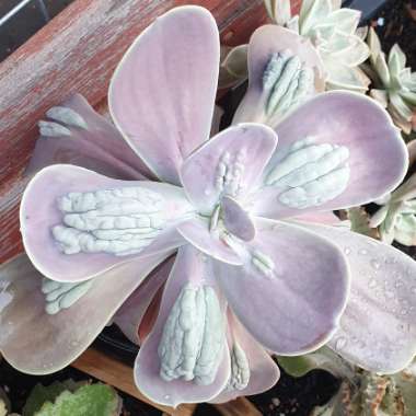 Echeveria Gibbiflora x Caronculata