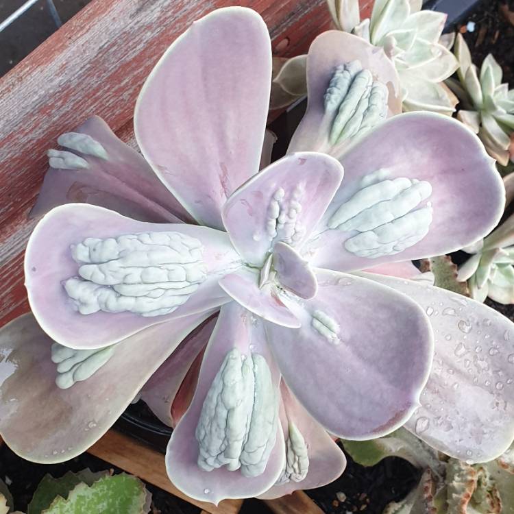 Plant image Echeveria Gibbiflora x Caronculata