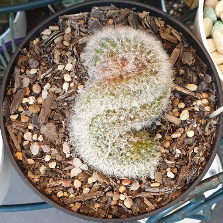 Plant image Mammillaria bocasana 'Crested'