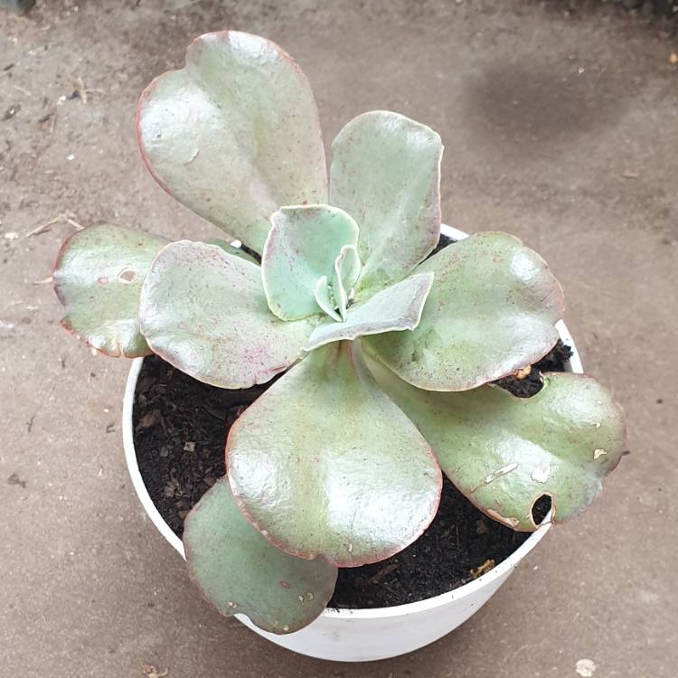 Plant image Echeveria Pastel