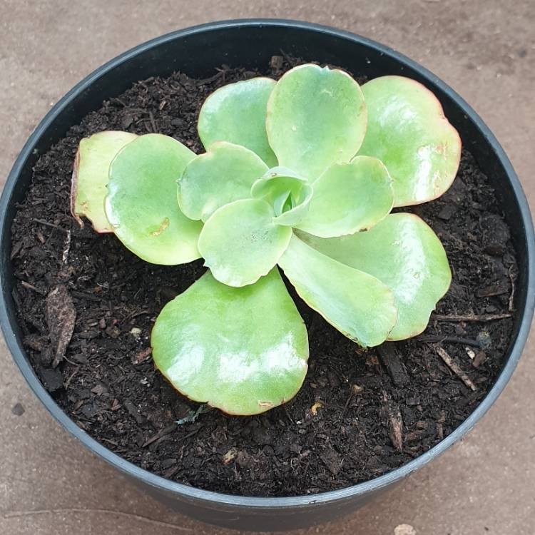 Plant image Echeveria Blue Butterfly