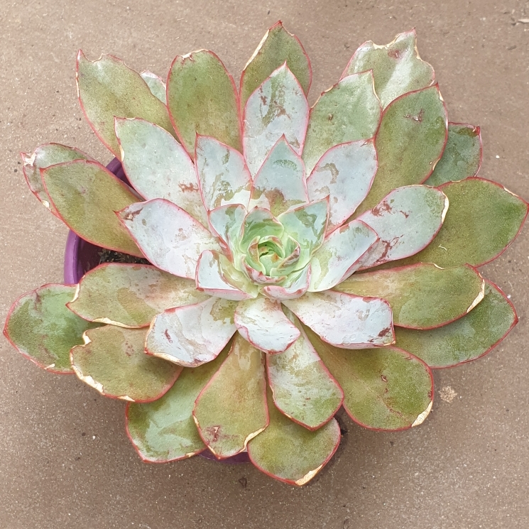 Plant image Echeveria Hera