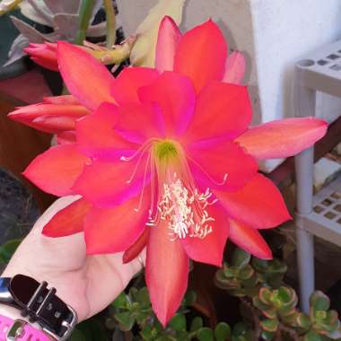 Epiphyllum