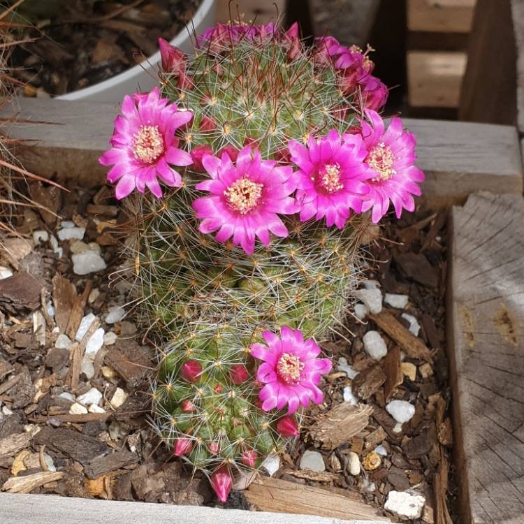 Plant image Mammillaria zeilmanniana var. Albiflora