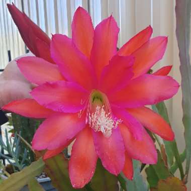 Epiphyllum