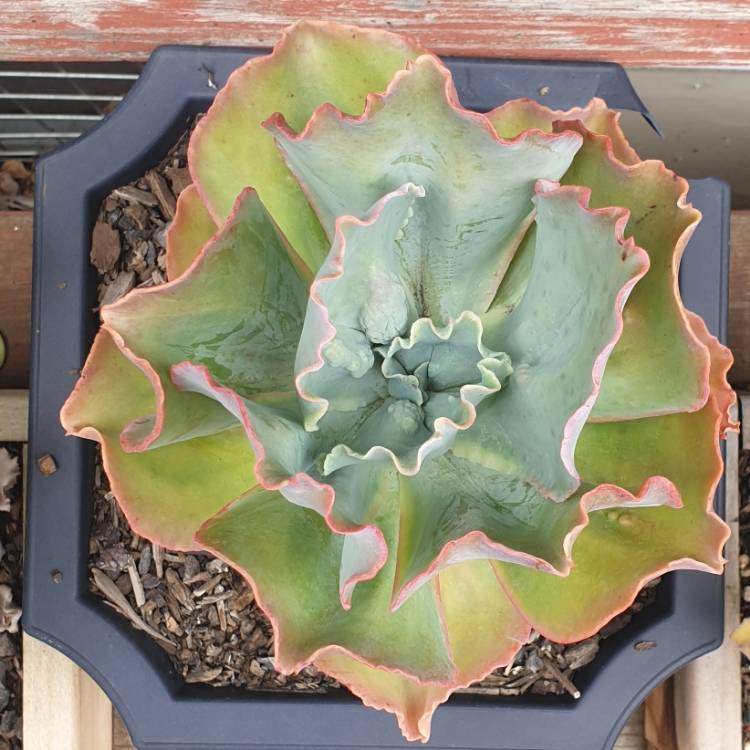 Plant image Echeveria Barbillion