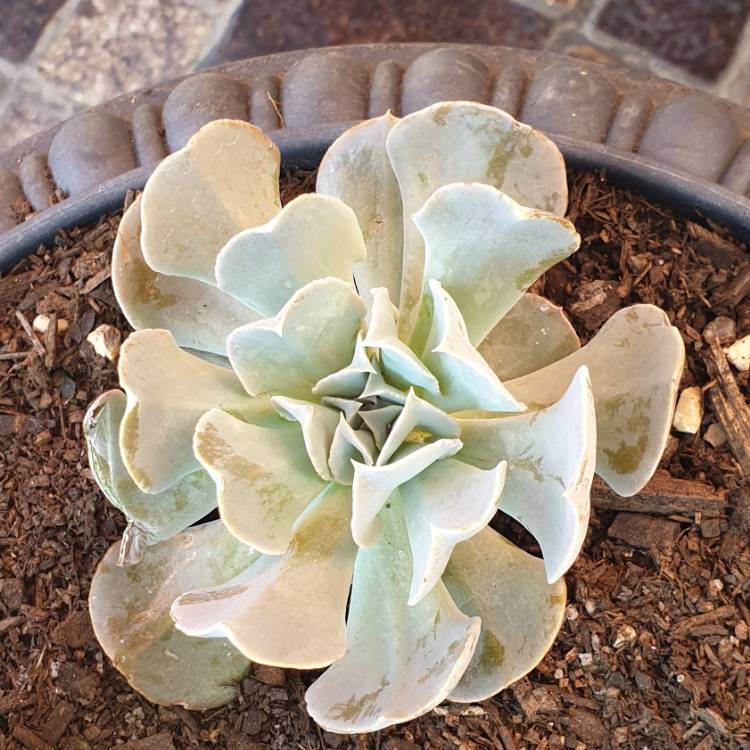 Plant image Echeveria Doppler