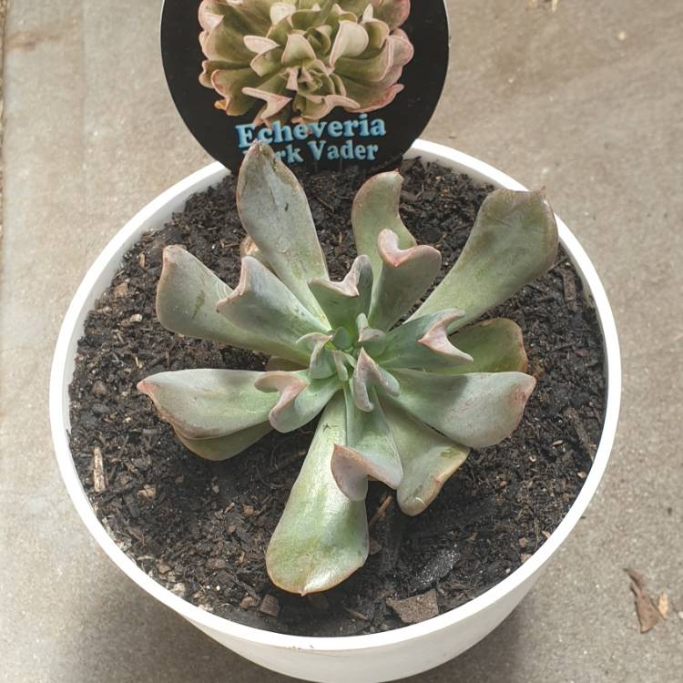 Plant image Echeveria Dark Hawk