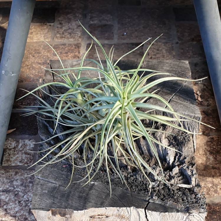 Plant image Tillandsia fasciculata