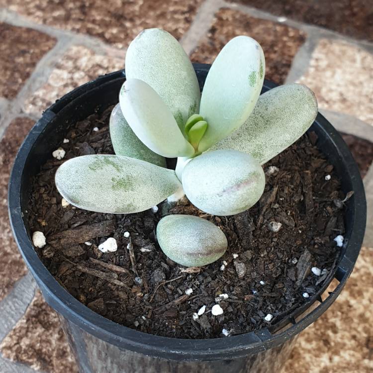 Plant image Cotyledon Orbiculata Cv