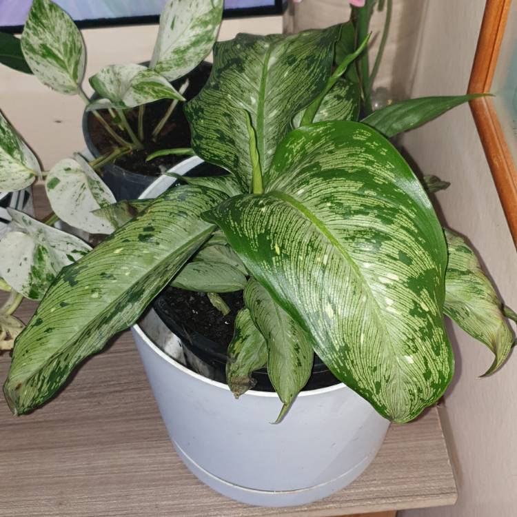 Plant image Dieffenbachia Maculata 'Tropical Tiki'