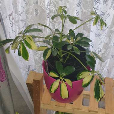 Variegated Umbrella Tree