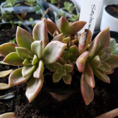 Graptopetalum Claret