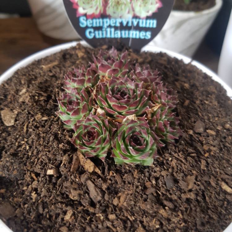 Plant image Sempervivum Calcareum Guillaumes