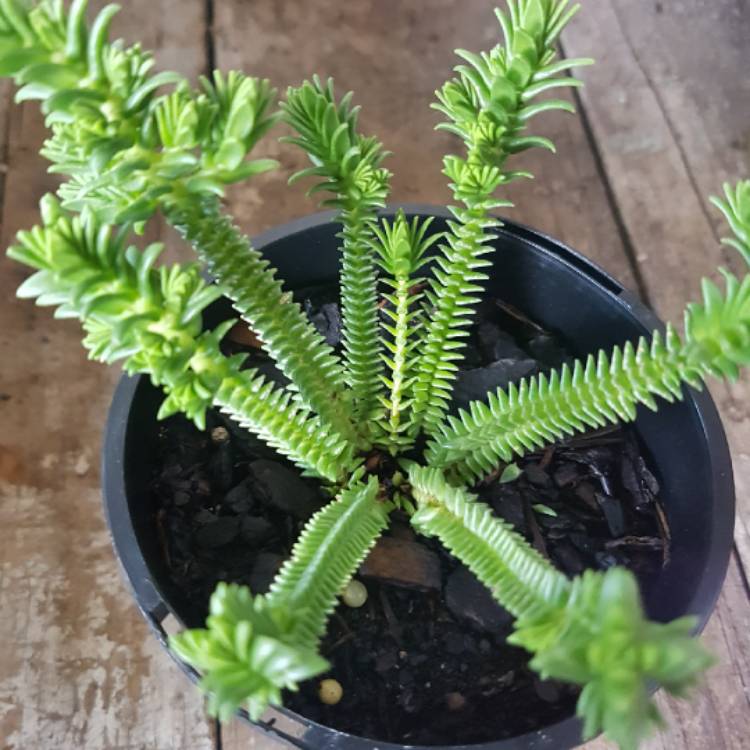 Plant image Crassula Ericoides