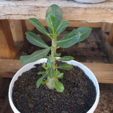 Adenium obesum