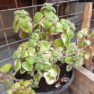 Coleus amboinicus 'Variegatus' syn. Plectranthus amboinicus 'Variegatus'