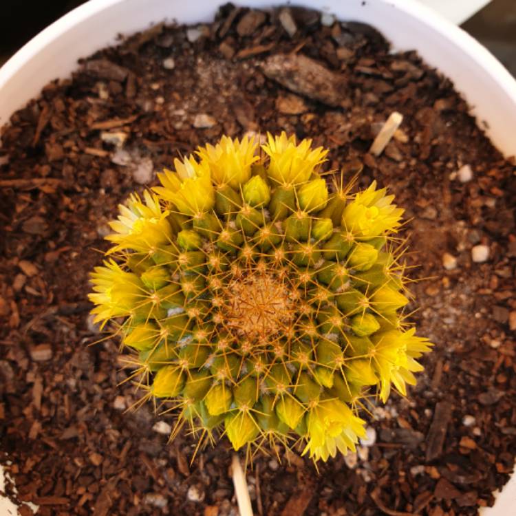 Plant image Mammillaria Marksiana