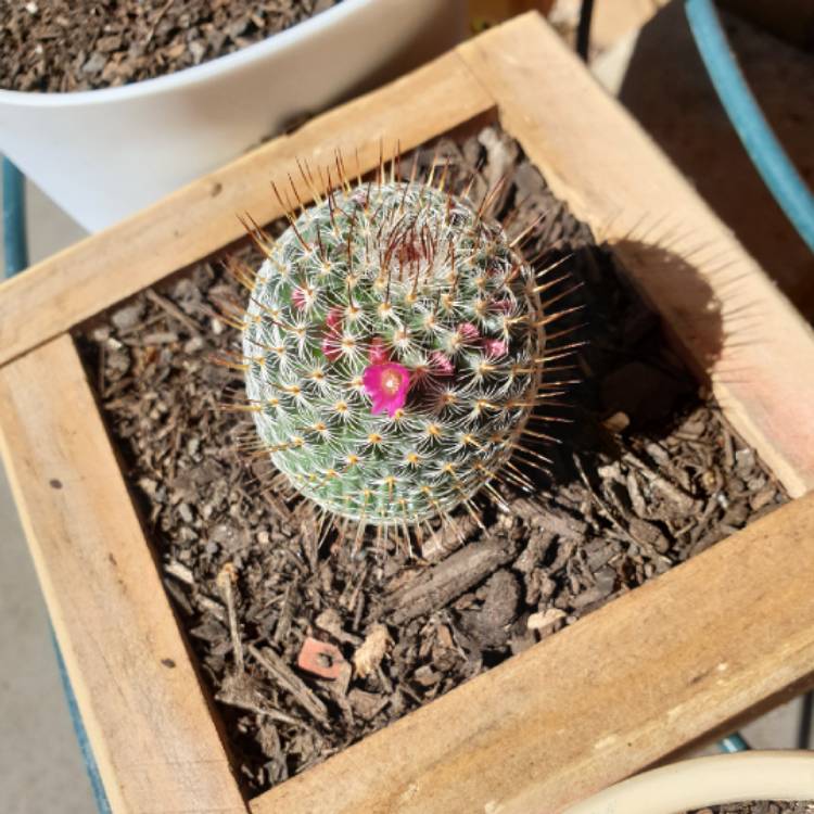 Plant image Mammillaria haageana 'Elegans'